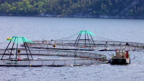 farm salmon fishing