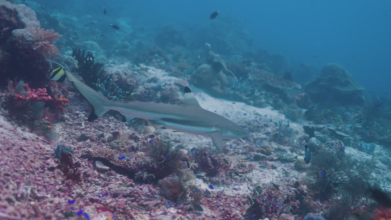 Underwater shot of a Black Tip Reef Shark smoothly swimming through the waters of a clear blue ocean amongst a colourful coral reef