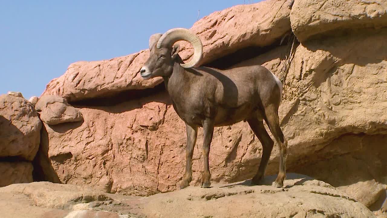 북아메리카 1의 절벽 위를 걷는 큰뿔양