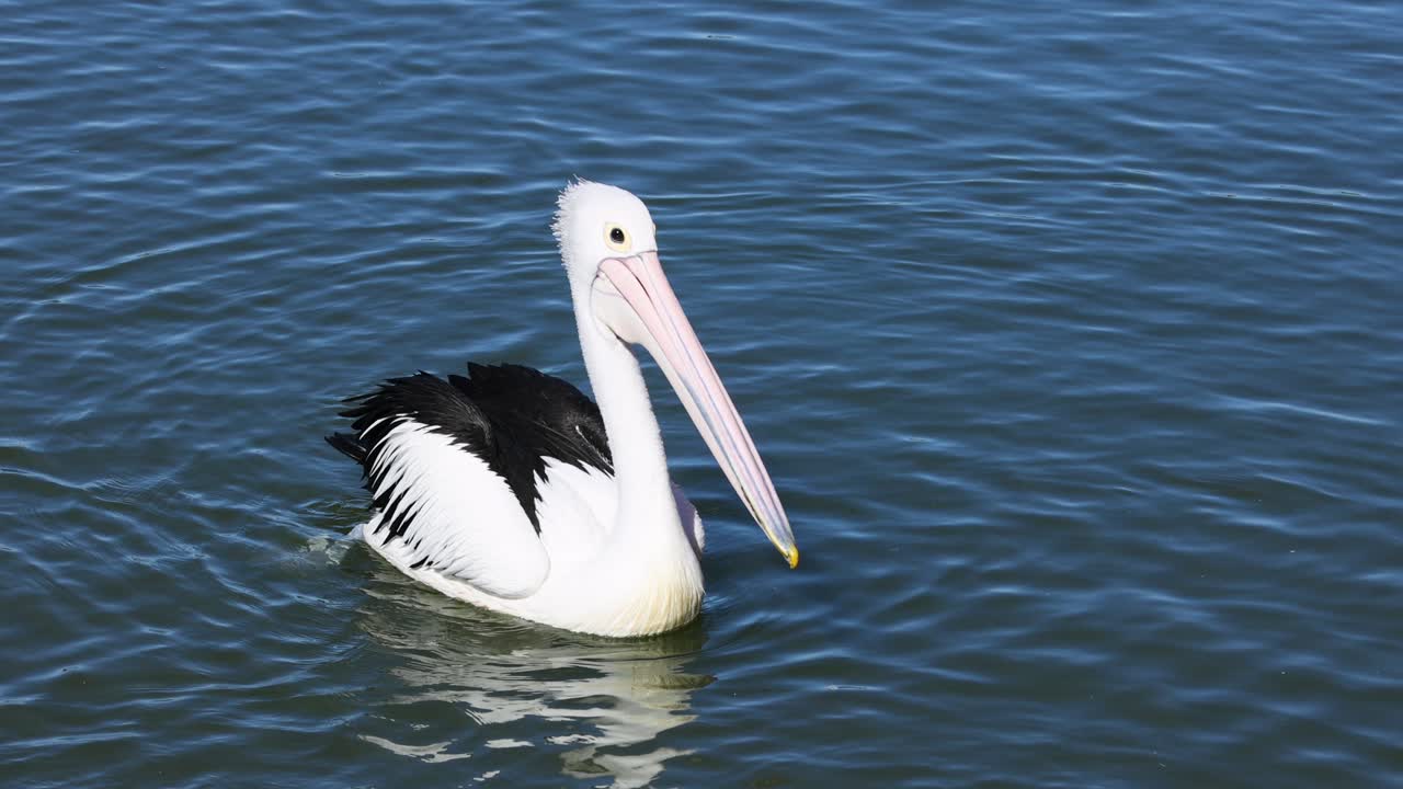 Um pelicano nada graciosamente em águas calmas