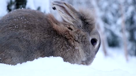 a cute rabbit cleans its fur in the snow