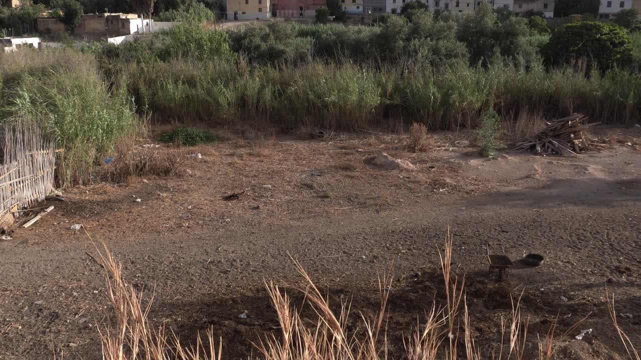 A group of four dogs moves together in an open field with some vegetation in the front and background