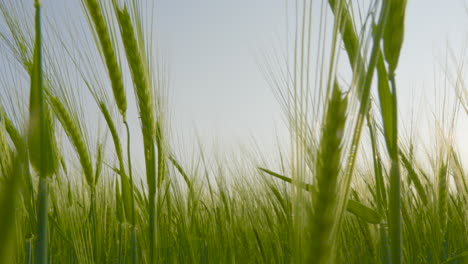 Vista-De-Cerca-Del-Campo-De-Cebada-Verde-Y-Exuberante