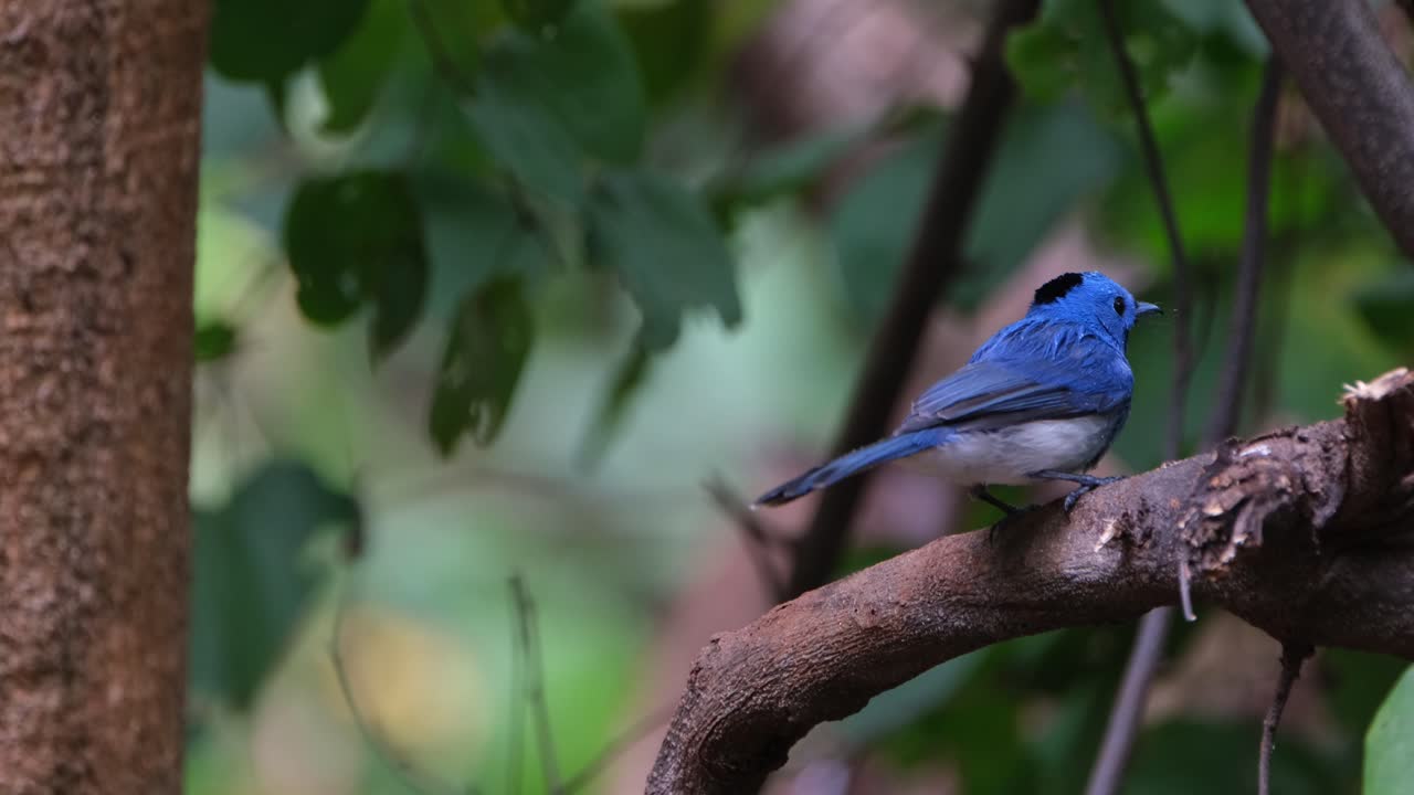 Perched on a Branch facing left then flies away to bathe then returns to shake it's feathers and wipes it's beak, Black-naped Monarch or Black-naped Blue Flycatcher Hypothymis azurea, Male, Thailand