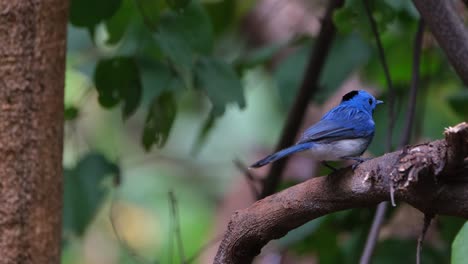 se alza en una rama mirando hacia la izquierda luego vuela para bañarse luego regresa para sacudir sus plumas y limpia su pico, monarca de nariz negra o cazamos moscas azul de nariz negro hypothymis azurea, macho, tailandia