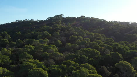 Mittelmeerwald-Auf-Der-Insel-Porquerolles-Luftflug-über-Pinienbäume-Sonnig