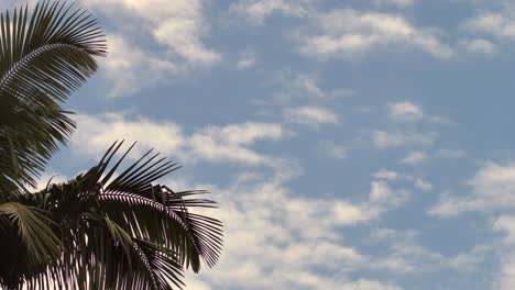 hoja de palma y nubes con una suave brisa en un lapso de tiempo en la noche en hawai