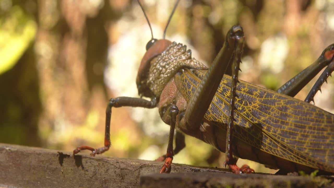 Giant red-winged grasshopper walks slowly along a tree trunk and flies off in Peru’s lush Amazon rainforest.