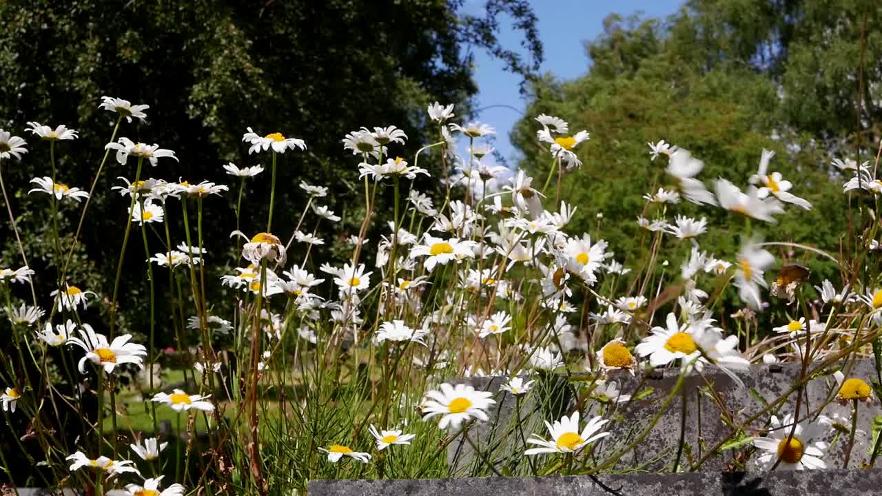 オックス・アイ・デイジー (レウカンテム・ヴュルガレ)