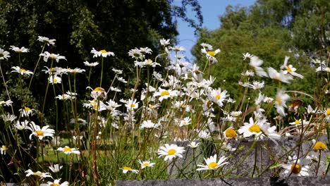 Margaritas-De-Ojo-De-Buey,-Leucanthemum-Vulgare.-Primavera.-Reino-Unido