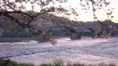 Los-Cerezos-En-Flor-De-Sakura-Sobre-El-Puente-Kintaikyo-Temprano-En-La-Mañana,-Iwakuni-4k