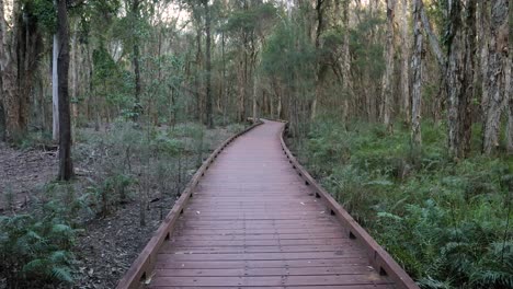 handheld wide shot melaleuca boadwalk trail, coombabah lake conservation park, gold coast, queensland