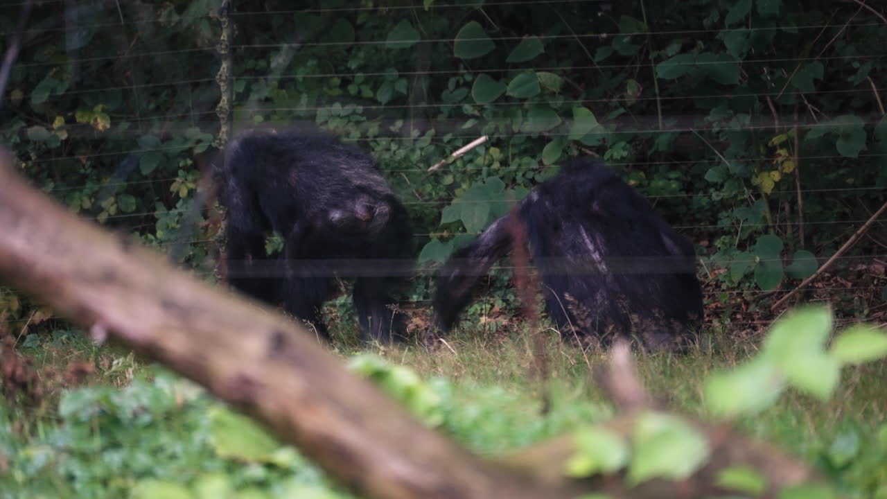 Chimpanzee walking in zoo jungle area, side view