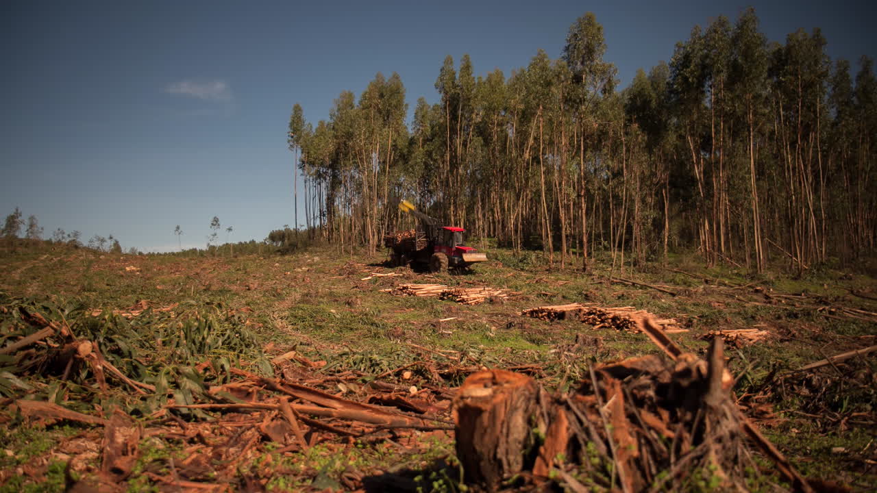 timelapse de movimiento de la deforestación