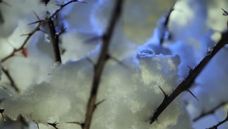 christmas lights are placed on a snowy bush in a barberry