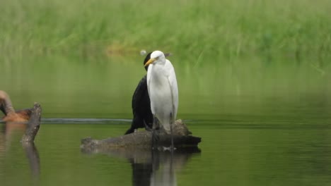 Garza-Y-Cormorán--estanque---Relajante