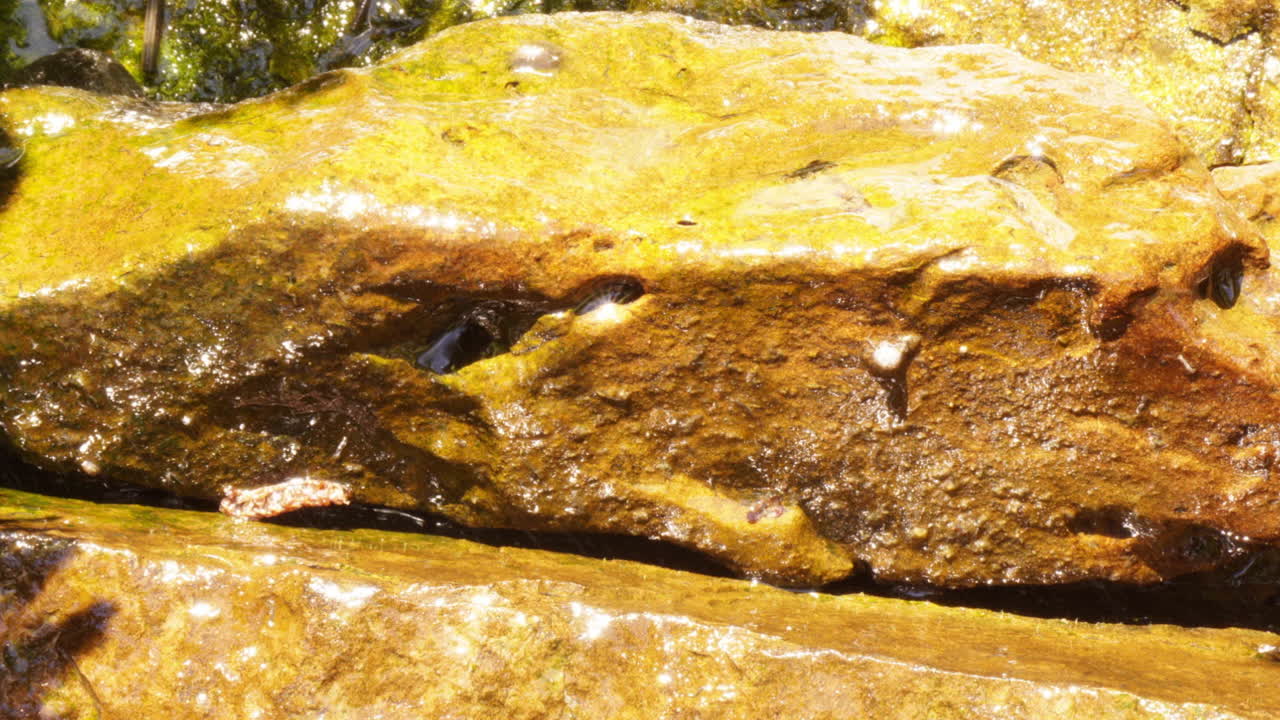 반이는 바위 위를 기어다니는 달이들의 타임스