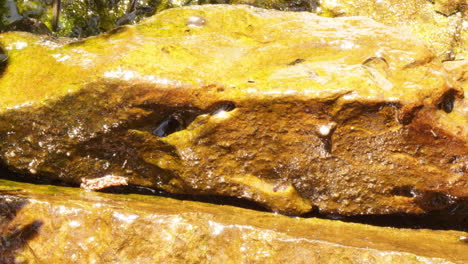 time-lapse of snails crawling over glistening rocks