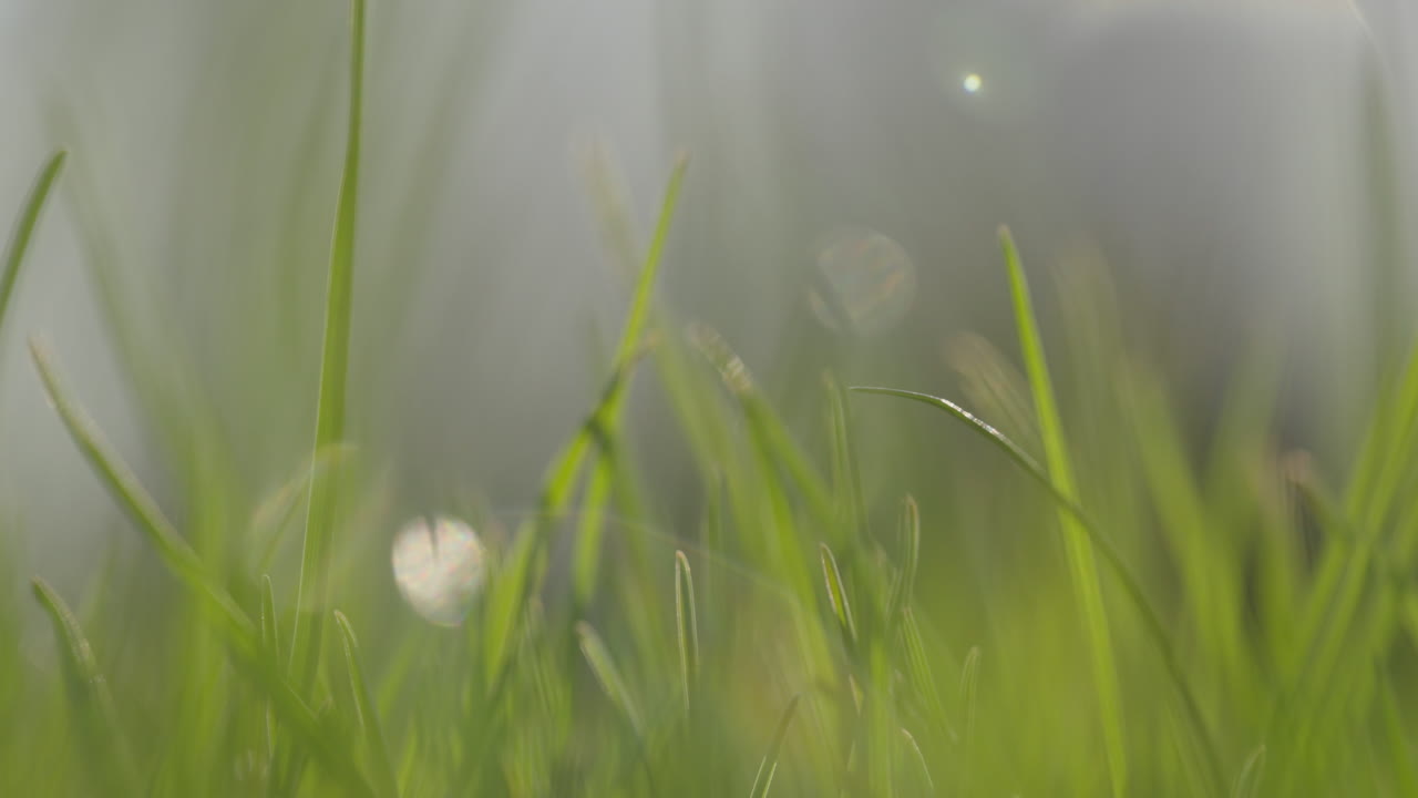 초록 잔디 의 근접적 인 모습