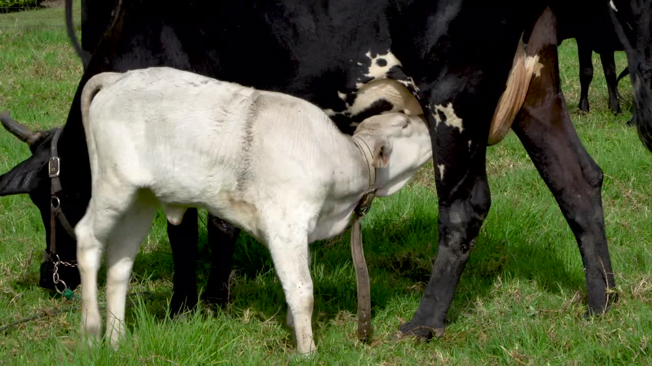 el ternero joven bebe leche de la ubre de la vaca lechera madre en el campo en un día soleado