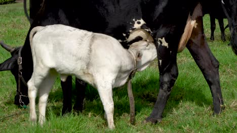 Young-calf-drinks-milk-from-udder-of-mother-dairy-cow-in-field-on-sunny-day