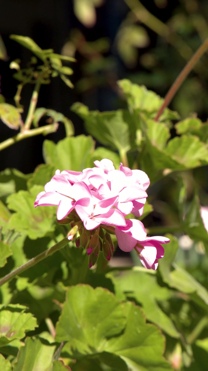 Close-up of a pink geranium flower swaying gently in bright sunlight within a garden.
