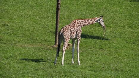 giraffe on green lawn in summer