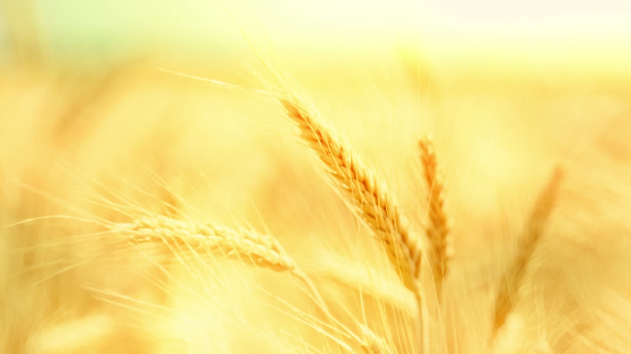 Golden wheat ears swaying in warm sunlight, symbolizing harvest, nature's abundance, and the serenity of a summer field at sunset. Close-up with beautiful soft focus. Cinematic.