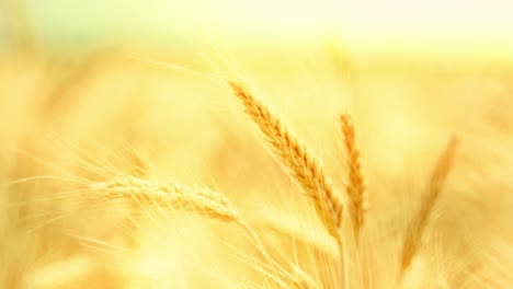 golden wheat ears swaying in warm sunlight, symbolizing harvest, nature's abundance, and the serenity of a summer field at sunset. close-up with beautiful soft focus. cinematic.