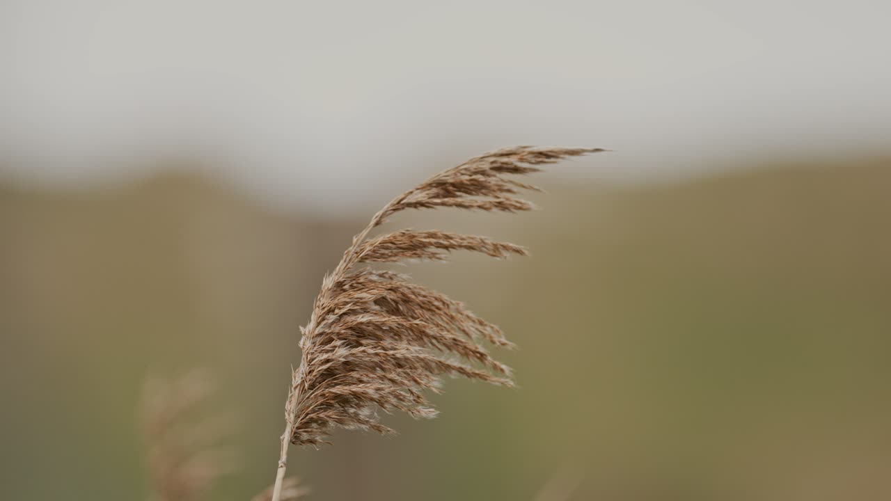 Soft focus shot of tall grass swaying gently in the breeze during golden hour in Zeeland