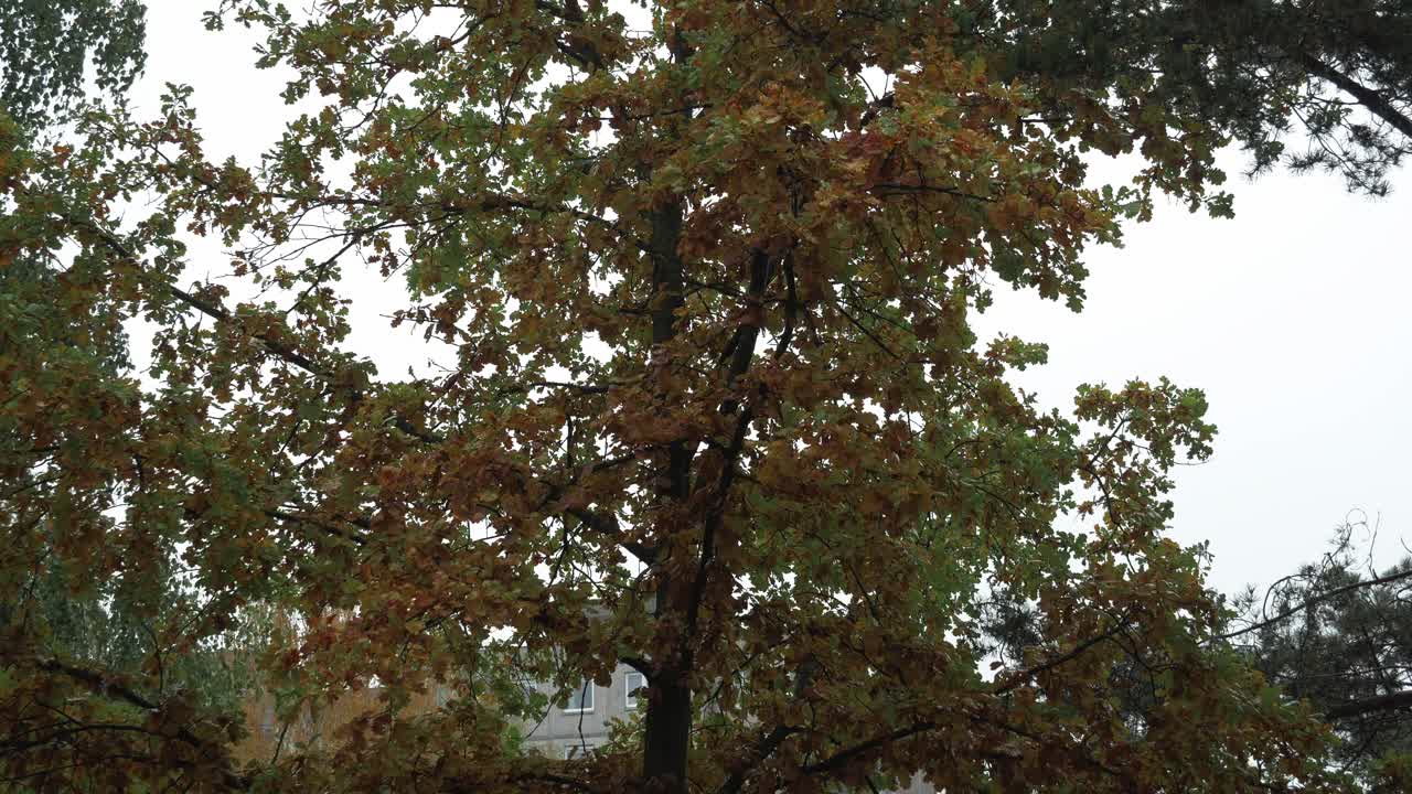Window view to a oak tree while raining with a old Soviest style block building in distance making dramatic, moody and depression feeling