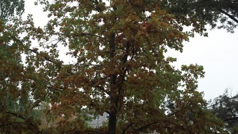 window view to a oak tree while raining with a old soviest style block building in distance making dramatic, moody and depression feeling