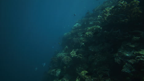 scuba diver explores reef edge as fish swim nearby in deep ocean with subtle light gradients