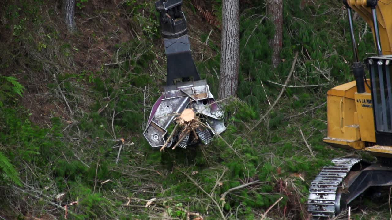 talador apilador recortando y cortando troncos de madera con motosierra mecánica, industria maderera