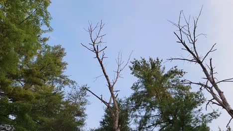 tree branches without and with green leaves