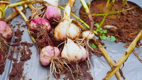 harvested onion on the gound of vegetable plantation - organic plantation