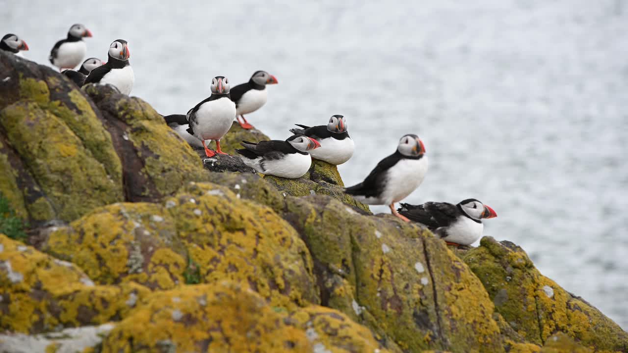 grupo de frailecillos atlánticos sentados en el acantilado con el océano al fondo