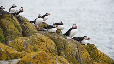 Group-of-Atlantic-Puffins-sitting-on-the-cliff-with-the-ocean-in-the-background