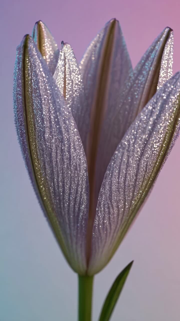 Close-up video of a tulip bud with shimmering petals, captured at eye level against a soft, gradient