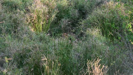 Löwen-Im-Tiefen-Gras-Kauen-Auf-Einem-Frischen-Büffelkill-Im-Krüger-Nationalpark,-Südafrika-safari