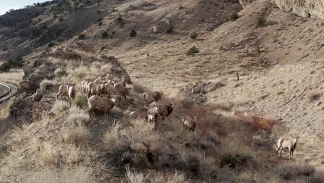 big-horn-sheep-herd-grazing-in-the-mountains