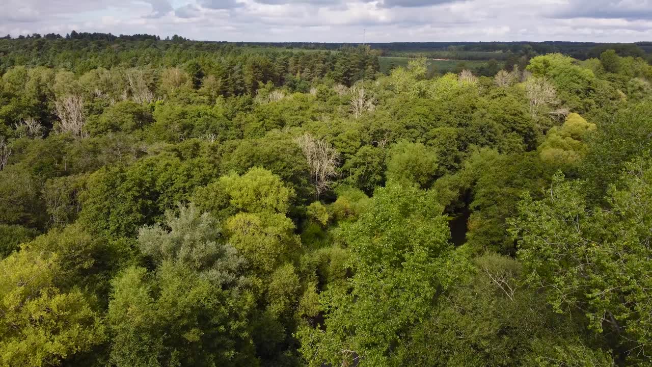 vuelo aéreo sobre el bosque verde con un pequeño río escondido cerca de thetford en el reino unido
