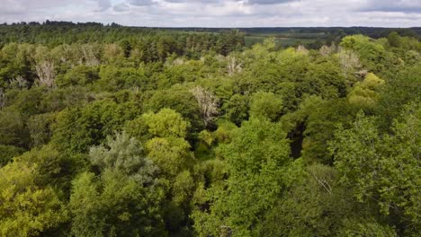 Vuelo-Aéreo-Sobre-El-Bosque-Verde-Con-Un-Pequeño-Río-Escondido-Cerca-De-Thetford-En-El-Reino-Unido