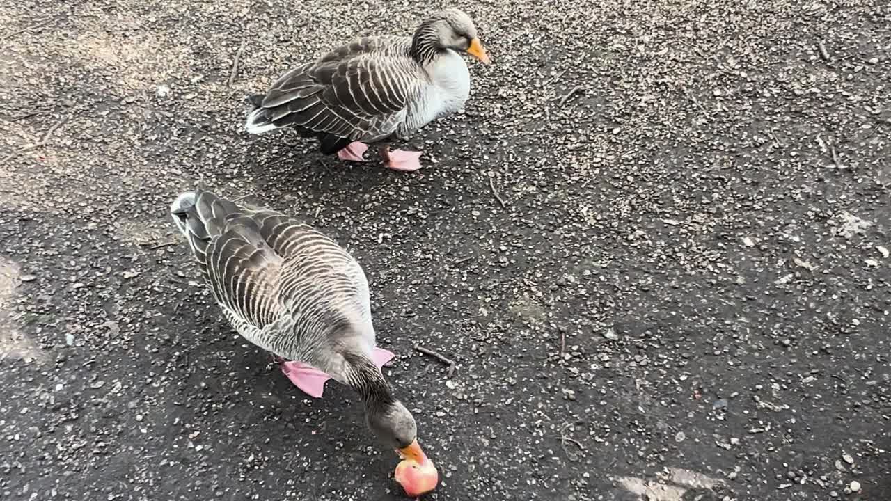 Two Geese Eating an Apple on the Ground