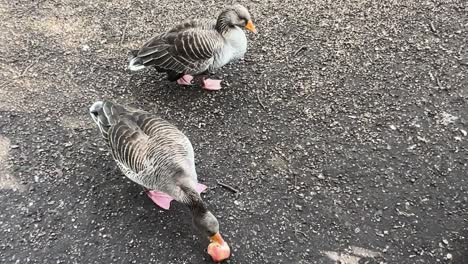 two geese eating an apple on the ground