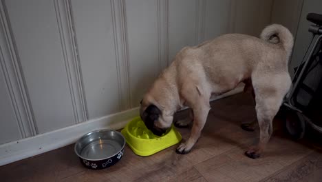 fawn colored pug eating from a food bowl