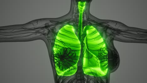 exploración de la anatomía de los pulmones humanos