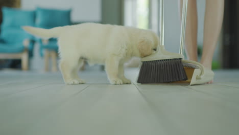 a small puppy helps the hostess in cleaning the house. woman sweeping the floor, puppy showing curiosity