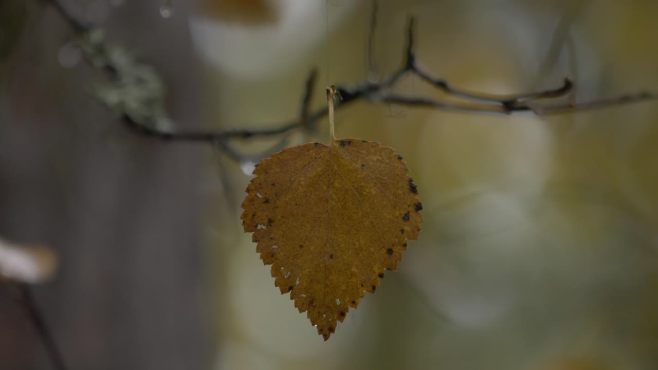 황금빛 갈색 잎의 극단적인 클로즈업 샷은 얕은 초점에서 천천히 빙글빙글 돌아가며 가을의 회색 어두운 날에 거의 나무에서 떨어질 뻔했습니다