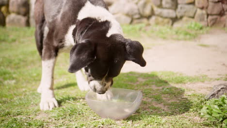 hungry dog outside bowl